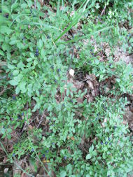 Чорниця звичайна (Vaccinium myrtillus)