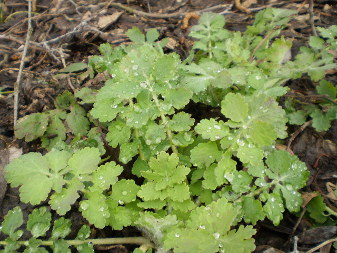 Чистотіл звичайний (Chelidonium majus)