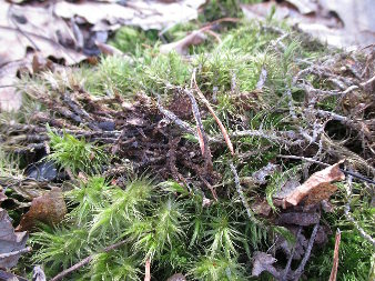 Moss, common haircap (Polytrichum commune)