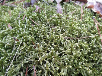 Moss, common haircap (Polytrichum commune)