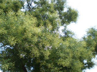 Japanese Pagoda tree (Styphnolobium japonicum)
