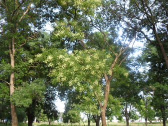 Japanese Pagoda tree (Styphnolobium japonicum)