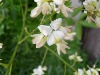 Софора японская (Styphnolobium japonicum)