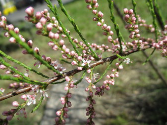 Тамарикс галузистий (Tamarix ramosissima)