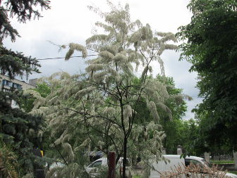Тамариск ветвистый (Tamarix ramosissima)