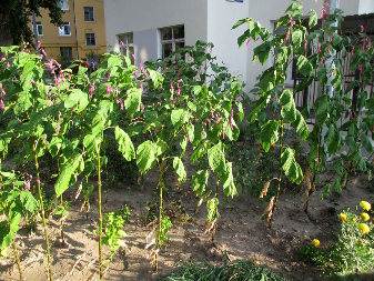 Горец, персикария восточная (Persicaria orientalis)