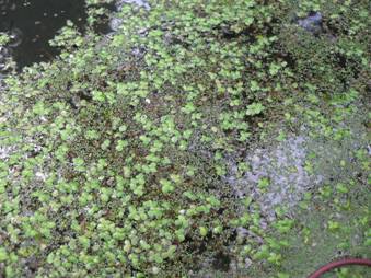 Duckweed (Lemna)