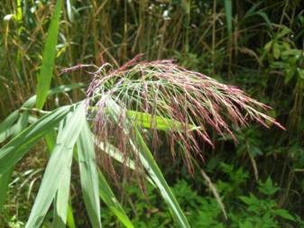 Очерет звичайний (Phragmites australis)