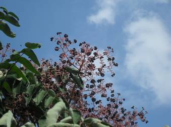 Japanese Angelica tree (Aralia elata)