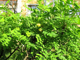 Карагана дерев'яниста (Caragana arborescens)