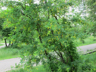 Siberian Peashrub (Caragana arborescens)