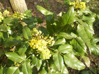 Магония падуболистная (Mahonia aquifolium)