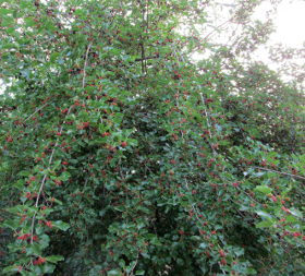 Mulberry (Morus)