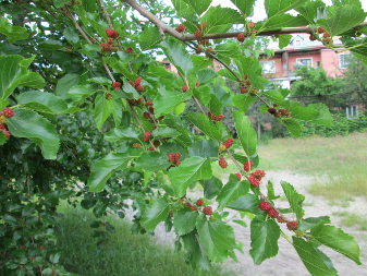 Mulberry (Morus)