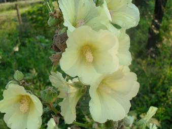 Рожа кримська (Alcea taurica)