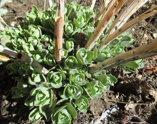 Showy Stonecrop (Hylotelephium spectabile)