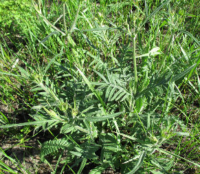 Field Scabious (Scabiosa, Knautia arvensis)
