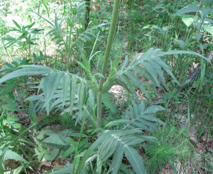 Скабіоза (Scabiosa), Короставник польовий (Knautia arvensis)