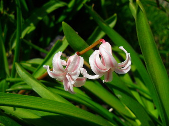 Гиацинт восточный (Hyacinthus orientalis)