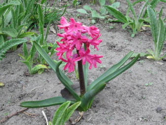 Common Hyacinth (Hyacinthus orientalis)