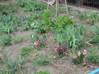 Гіацинт східний (Hyacinthus orientalis)