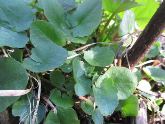 Lesser Celandine (Ficaria verna)