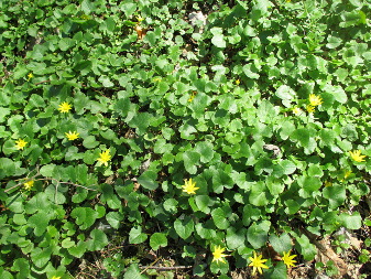 Чистяк весенний (Ficaria verna)
