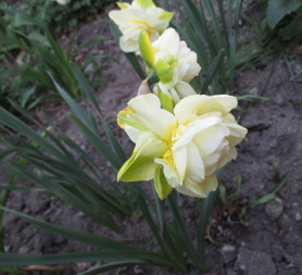 Нарцисс (Narcissus)
