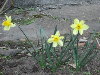 Нарцисс (Narcissus)