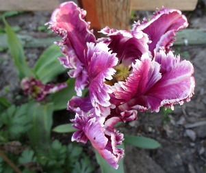 Тюльпан (Tulipa)