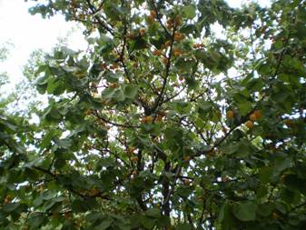 Apricot (Armeniaca vulgaris)
