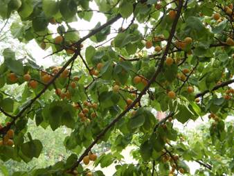 Apricot (Armeniaca vulgaris)