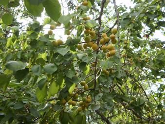 Абрикос (Armeniaca vulgaris)