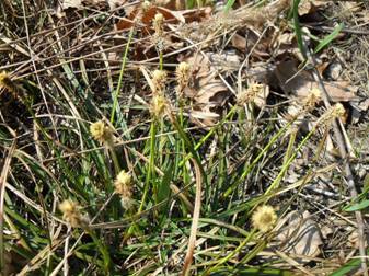 Осока вереснянкова (Carex ericetorum)