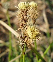 Осока вереснянкова (Carex ericetorum)