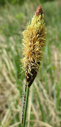 Осока береговая (Carex riparia)