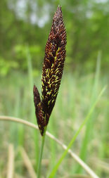 Greater Pond Sedge (Carex riparia)