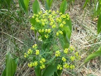 Spurge (Euphorbia)