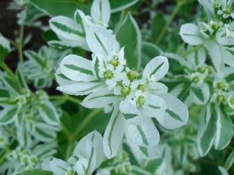 Молочай окаймлённый (Euphorbia marginata)