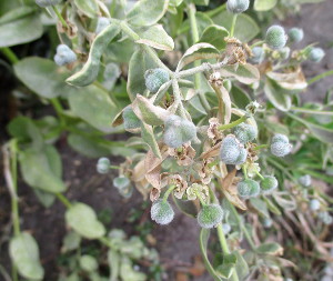 Молочай облямований (Euphorbia marginata)