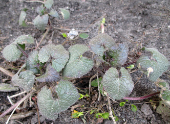 Чесночница черешковая (Alliaria petiolata)