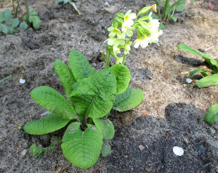 Первоцвіт (Primula)
