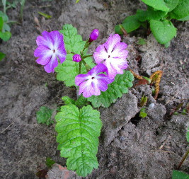 Примула (Primula)