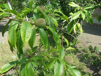 Peach (Persica vulgaris)