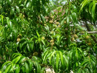 Персик звичайний (Persica vulgaris)