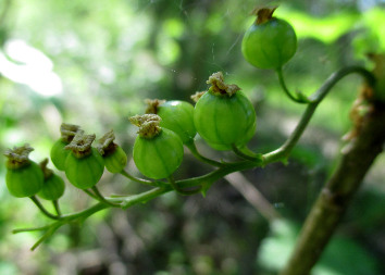 Смородина, порічки (Ribes)
