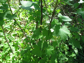 Смородина, порічки (Ribes)