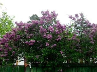 Common Lilac (Syringa vulgaris)