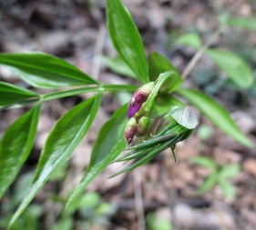 Чина весняна (Lathyrus vernus)