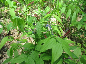 Чина весенняя (Lathyrus vernus)